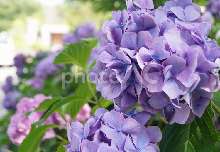 6月のあじさい　しっとりパープル 紫陽花,あじさい,アジサイの写真素材