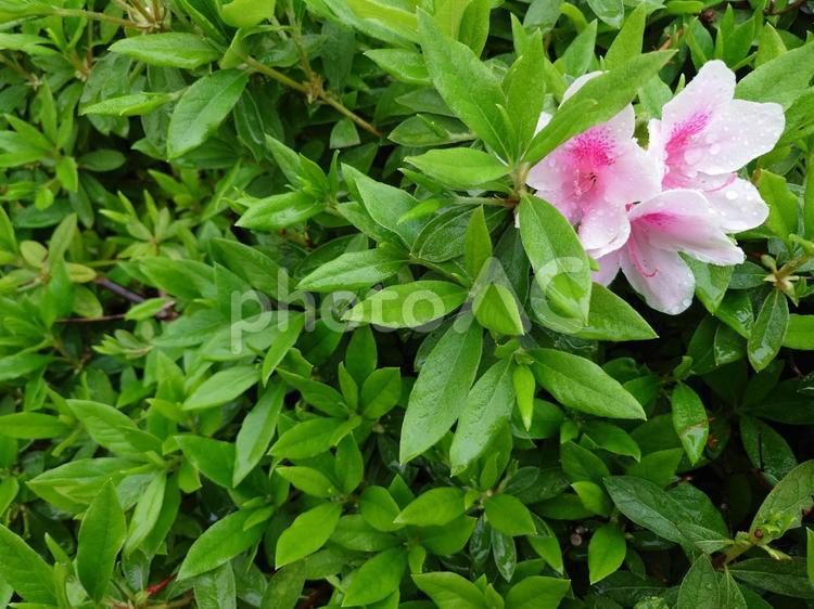 雨の中のツツジ（花は右上） ツツジ,つつじ,躑躅の写真素材