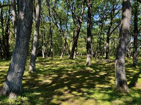 公園 公園 木漏れ日,自然,木の写真素材