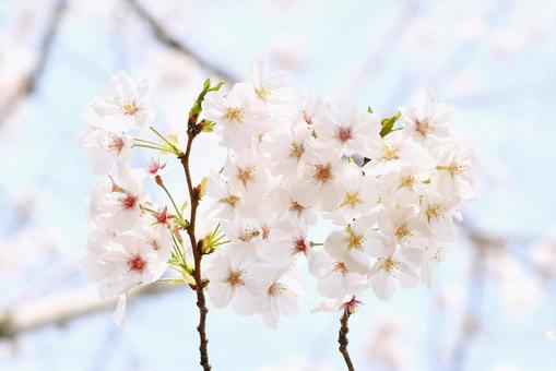 桜の花 桜の花の写真