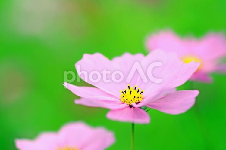 秋桜　ピンクの花 コスモス,こすもす,秋桜の写真素材