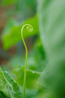 ツル つる,植物,うずまきの写真素材