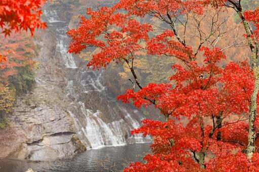 粟又の滝 粟又の滝,紅葉,養老渓谷の写真素材