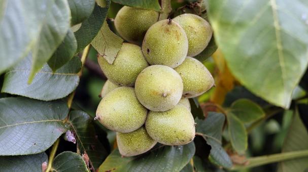 Photo, walnut, tree fruit, suzuru, 