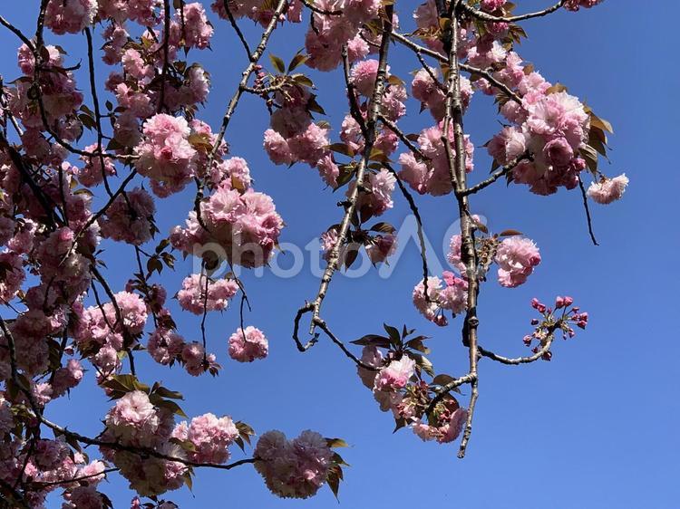 ぼんぼりのような桜 自然,きれい,美しいの写真素材