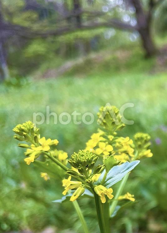 セイヨウアブラナの花と蕾 春,花,黄色の写真素材