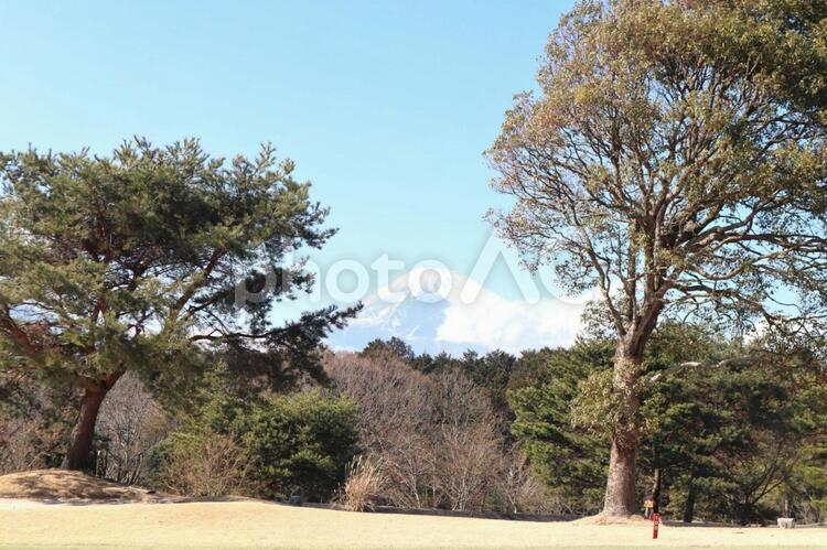 富士山の見えるゴルフ場 木,風景,自然の写真素材