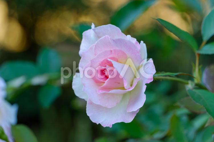 淡いピンクが美しいバラ 薔薇,ピンク,花の写真素材