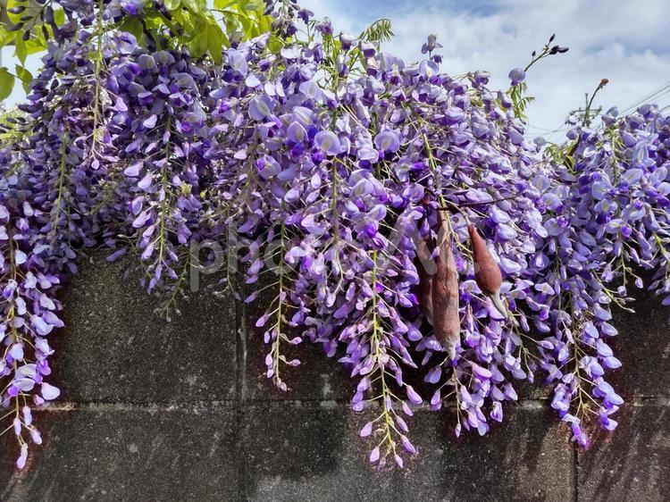 藤の花と豆と 藤,花,豆の写真素材