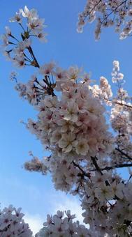 青空と満開の桜 青空と満開の桜の写真
