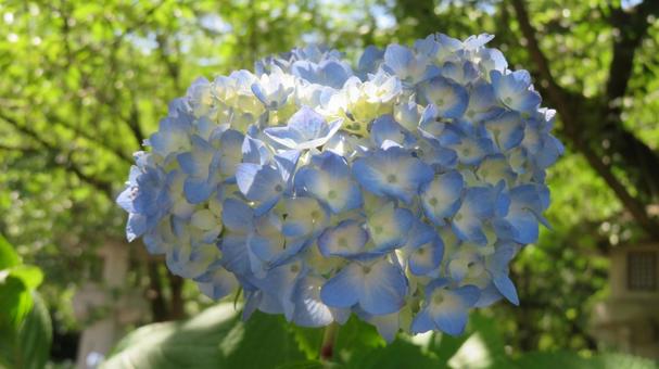 Photo, hydrangea, flower, beautiful, 