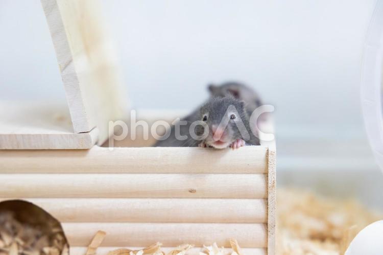 巣箱から顔を出す赤ちゃんハムスター ハムスター,ペット,ゴールデンハムスターの写真素材