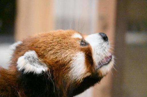 レッサーパンダ レッサーパンダの写真