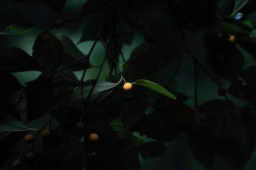 エノキの実 エノキ,実,果実の写真素材