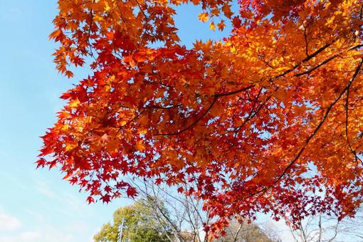 秋の晴れた日の絶景 紅葉,秋,絶景の写真素材