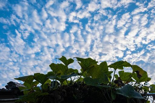 秋の空4 秋の空4の写真