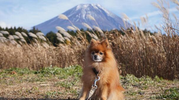 ポメラニアンとススキと富士山と ポメラニアン,ススキ,富士山の写真素材