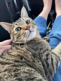 眼差し かわいい,小動物,小さいの写真素材