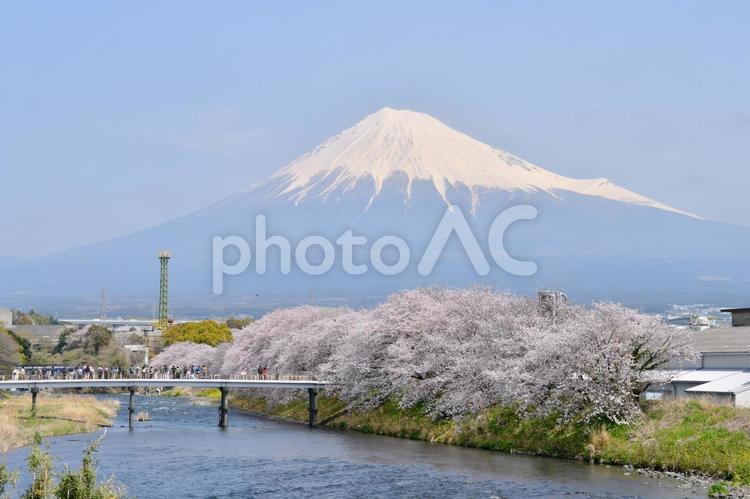龍巌淵の桜と富士山 龍巌淵,桜,富士山の写真素材