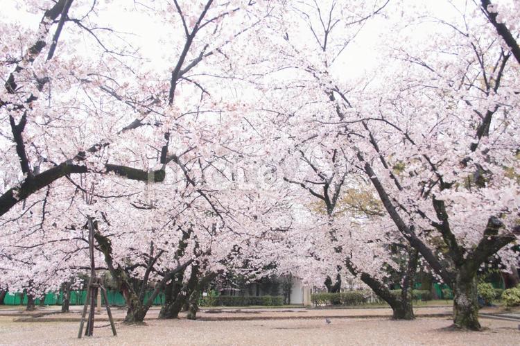 公園の桜並木 桜,桜並木,公園の写真素材