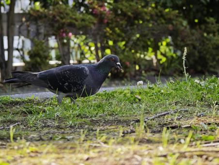 草むらで餌を探すハト ハト,鳩,鳥の写真素材