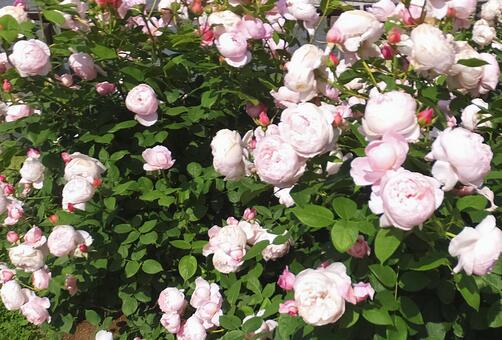 バラ [Rose]-016の写真