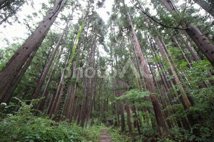 林道を行く そびえたつ,山道,広角レンズの写真素材