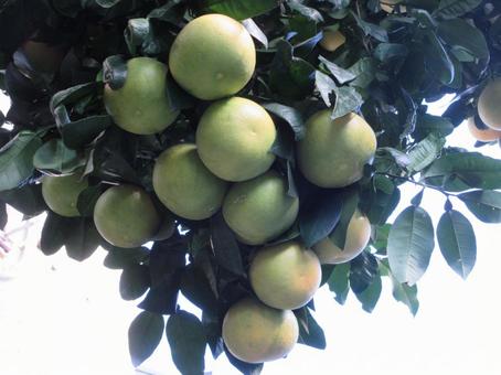 11月のグレープフルーツ  ００９ グレープフルーツ,果物,11月の写真素材