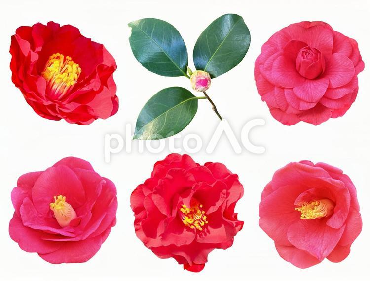 赤いつばきの花の切抜き（PSD背景透過） ツバキ,エレガント,切抜きの写真素材