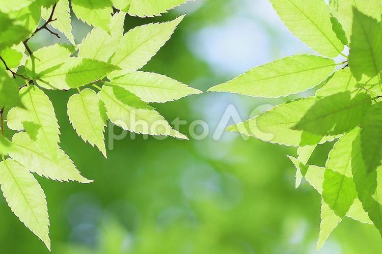 新緑の葉っぱ　ケヤキのさわやかな若葉 新緑,若葉,ケヤキの写真素材