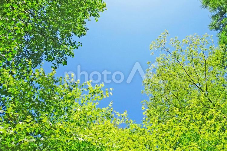 樹木と空 新緑,木漏れ日,青空の写真素材