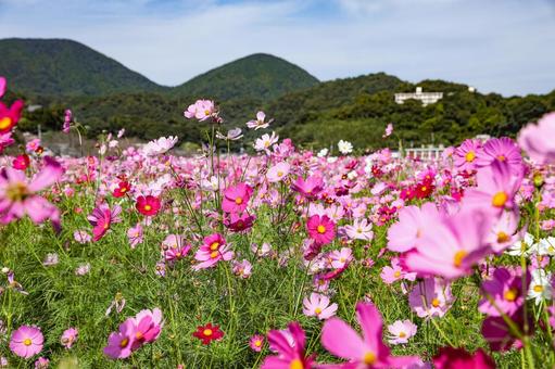 田結のコスモス コスモス,コスモス園,コスモス畑の写真素材