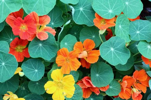 Nasturtium 1, JPG