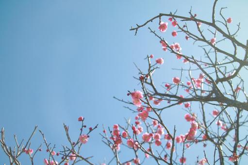 梅の花 梅の花の写真
