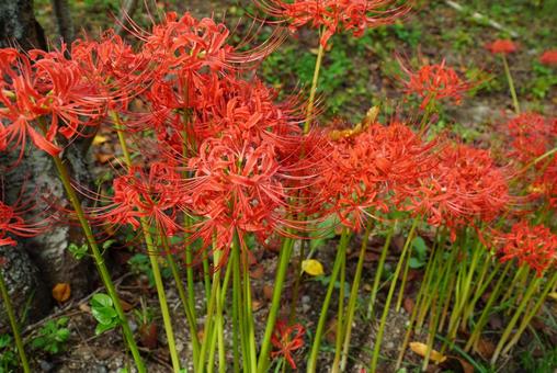 ヒガンバナ ヒガンバナ 彼岸花,植物,花の写真素材