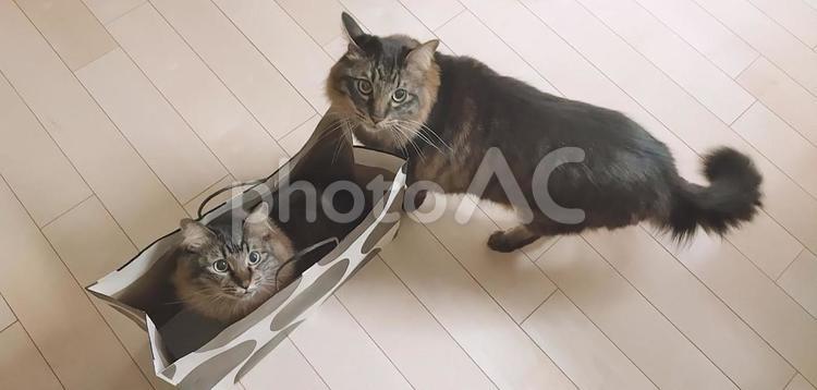 きょうだい猫 猫,ねこ,ふわふわの写真素材