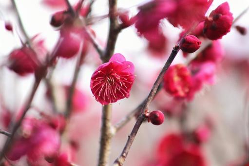 梅の花 梅の花の写真