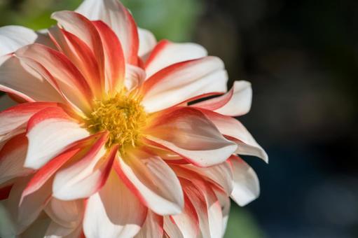 カラフルダリア ダリア,花,マクロの写真素材