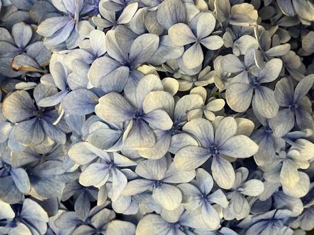 花(アジサイ) 花(アジサイ) 花,アップ,植物の写真素材