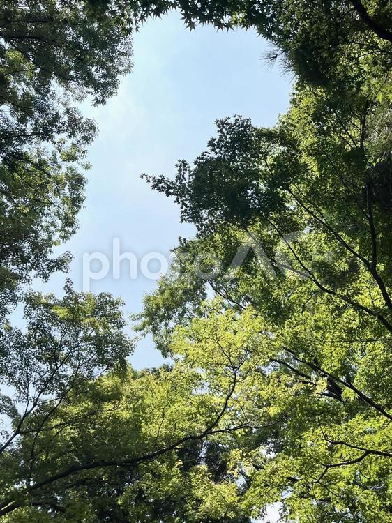 森の中で空を見上げる 風景,自然,木の写真素材