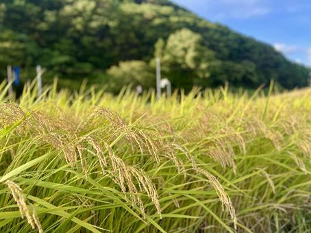 稲穂 秋 新米 稲穂 秋 新米 稲穂,秋,新米の写真素材