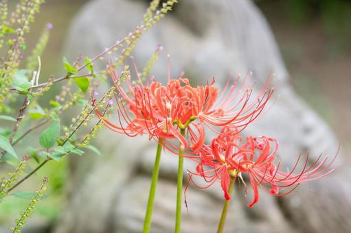 満開の赤い曼珠沙華の写真