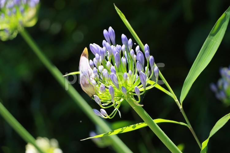 咲き始めたアガパンサス 花,アガパンサス,フラワーの写真素材