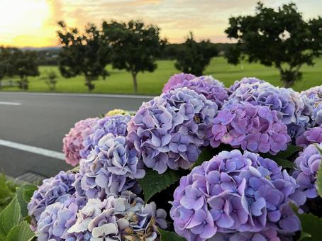 紫陽花 紫陽花,花,ブルーモーメントの写真素材