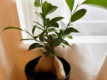 ガジュマル 風水,ガジュマル,植木の写真素材