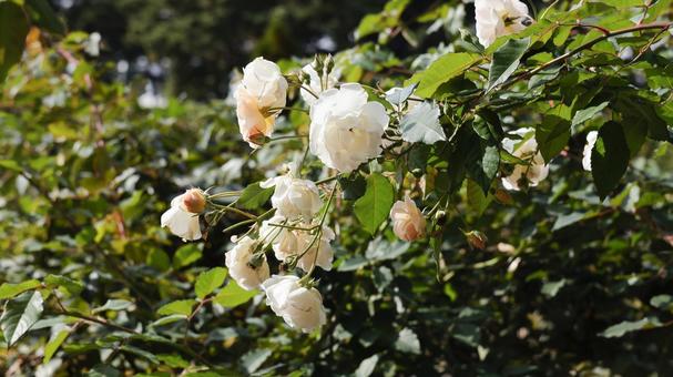 【花の写真】ばらの花 rose,植物,園芸の写真素材