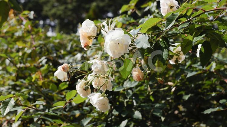 【花の写真】ばらの花 rose,植物,園芸の写真素材