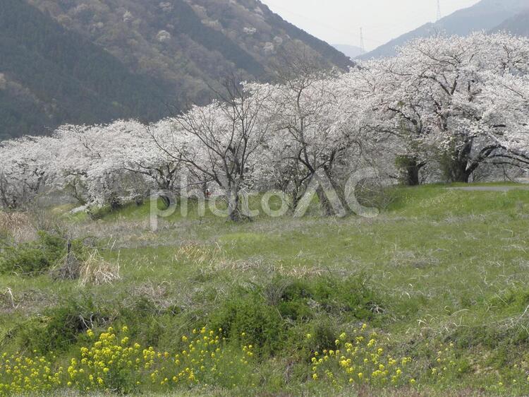 桜並木 桜,さくら,枝垂れ桜の写真素材