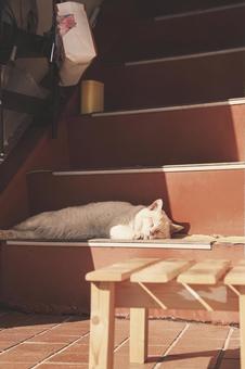 猫のお昼寝 猫,お昼寝,日向ぼっこの写真素材