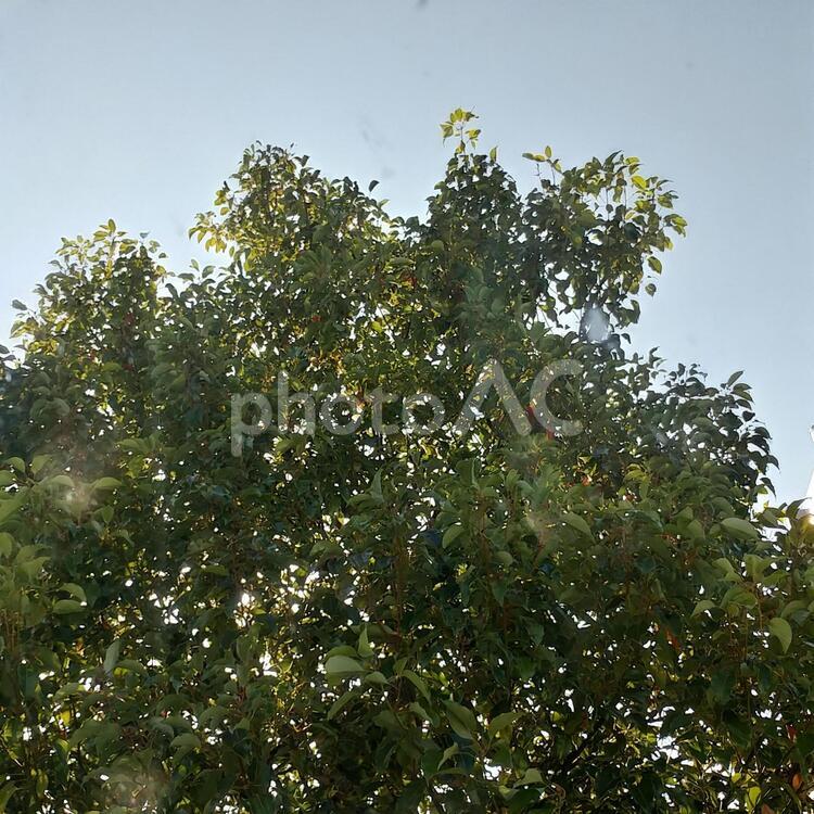 晴れた日の木々 木,葉,ブランチの写真素材